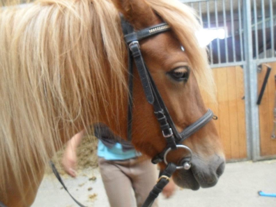 Anden særlig race Alie (HVR Rideskolepony) [Rider] - Så skal jeg ride hende <3 billede 9