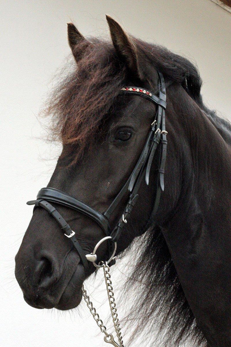 Frieser Hanna - Velkommen til Hannas profil! Smid gerne en bedømmelse og en kommentar inden I smutter. :-) billede 2