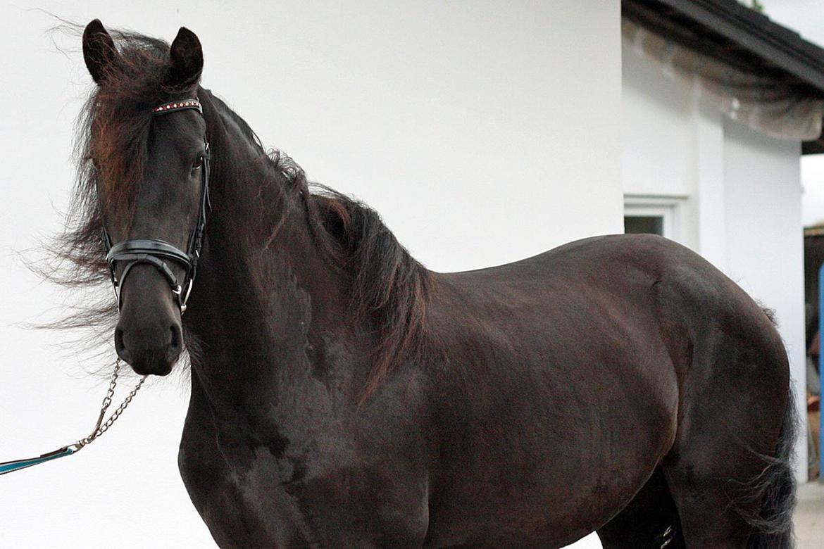 Frieser Hanna billede 3