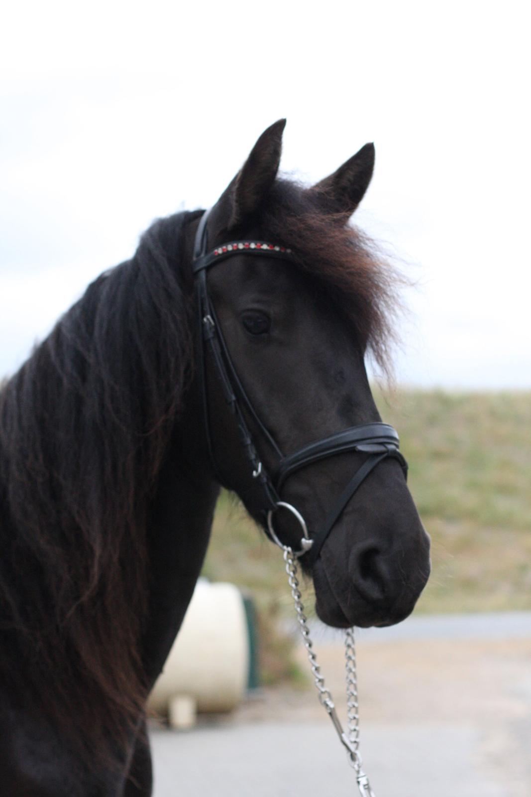 Frieser Hanna billede 24