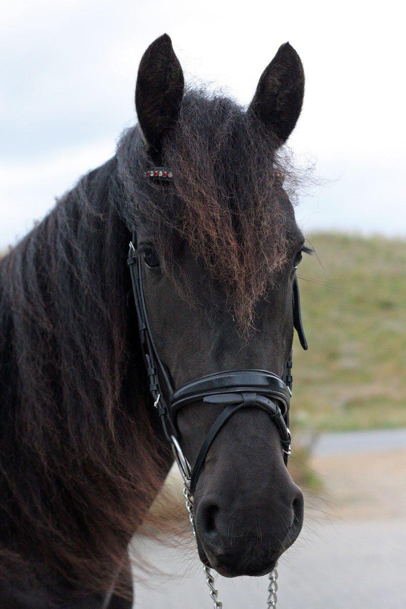 Frieser Hanna billede 26