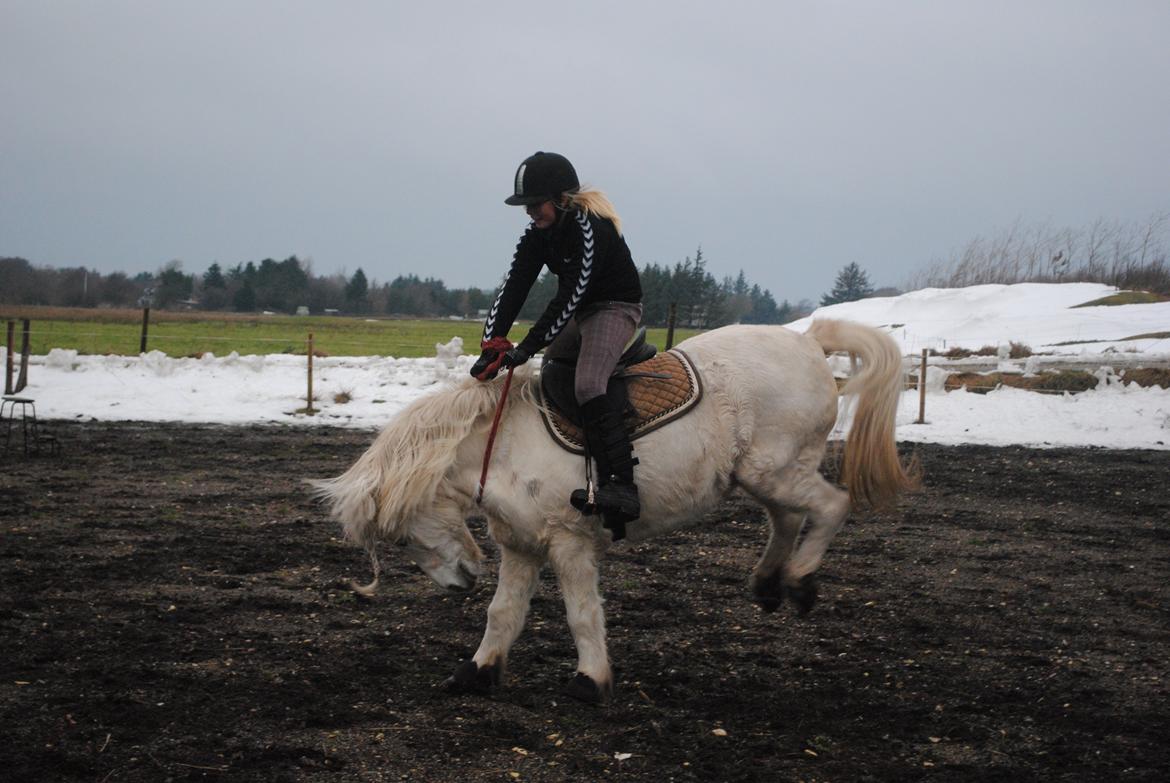 Anden særlig race Isabella billede 13