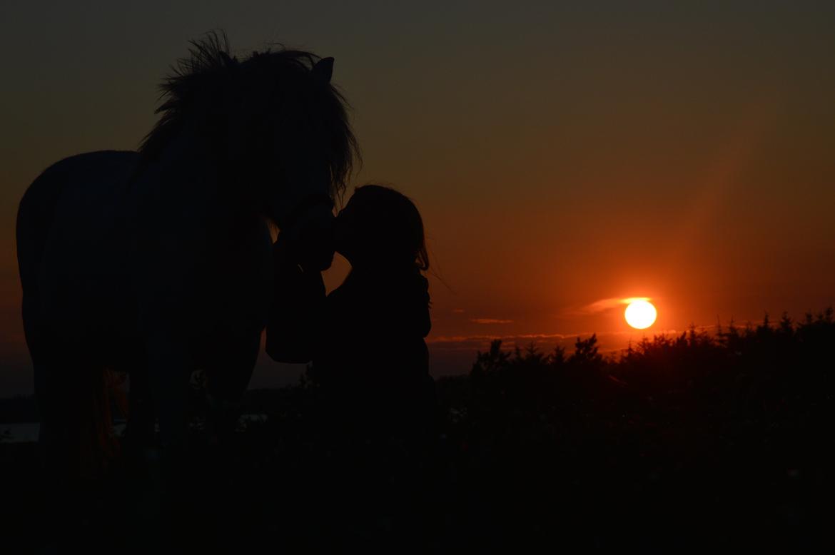 Anden særlig race Isabella - Solnedgang!<3 billede 14