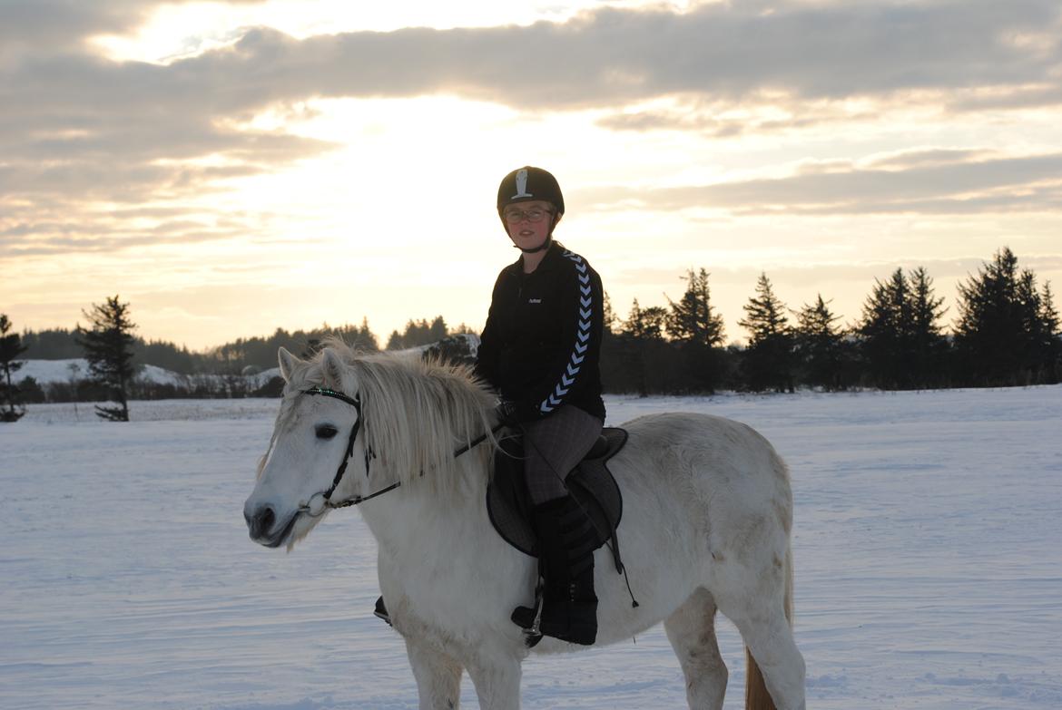 Anden særlig race Isabella billede 17