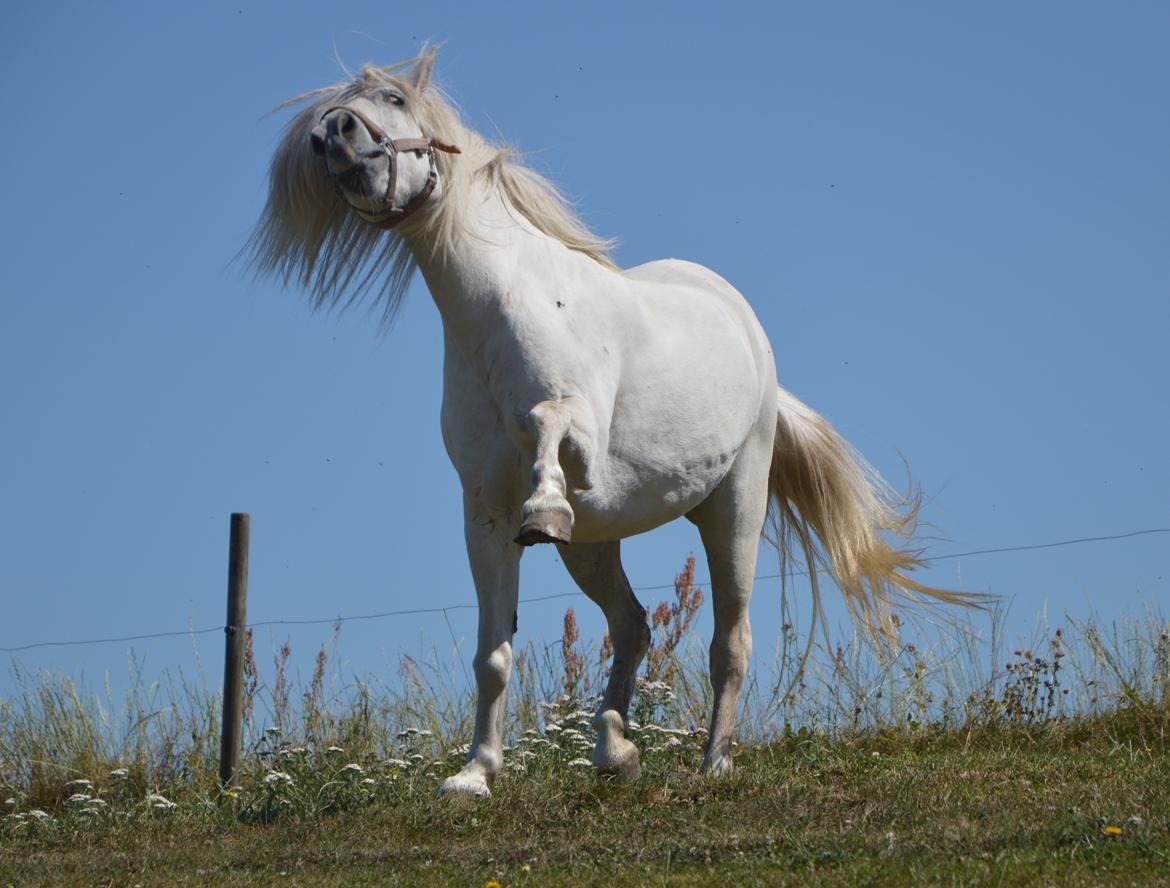 Anden særlig race Isabella - Sure pony! <3 billede 2