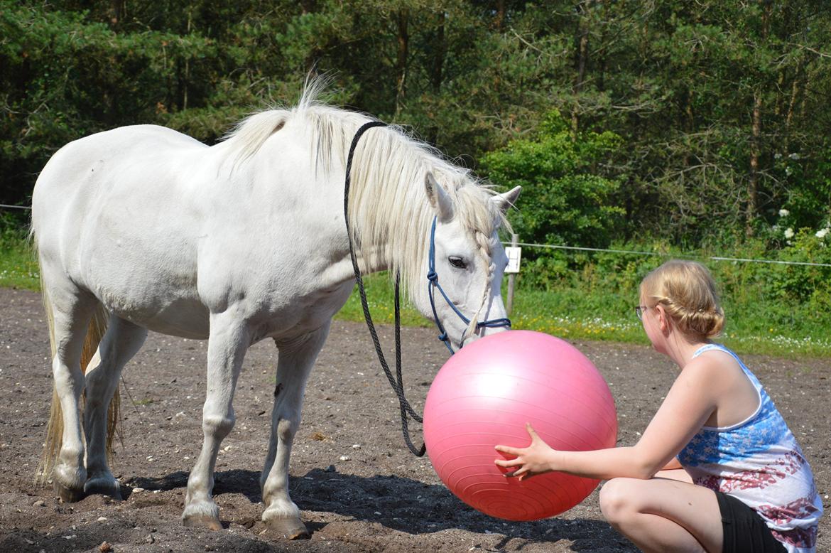 Anden særlig race Isabella billede 20