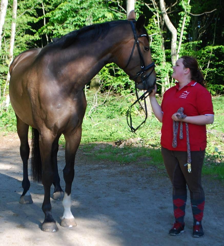 Hollandsk Varmblod Didi billede 1