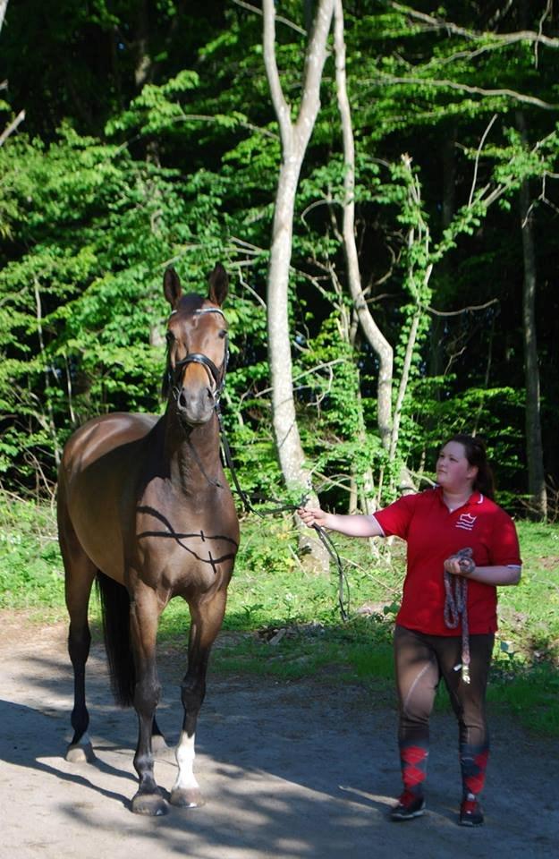 Hollandsk Varmblod Didi billede 2