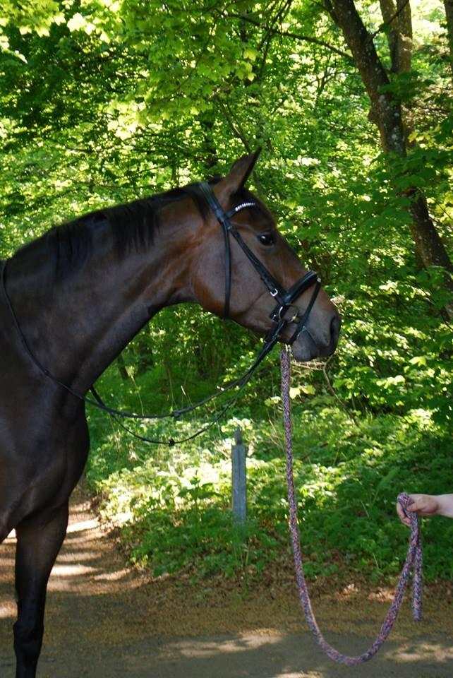 Hollandsk Varmblod Didi billede 3