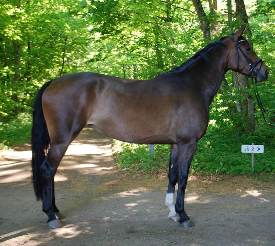 Hollandsk Varmblod Didi billede 4