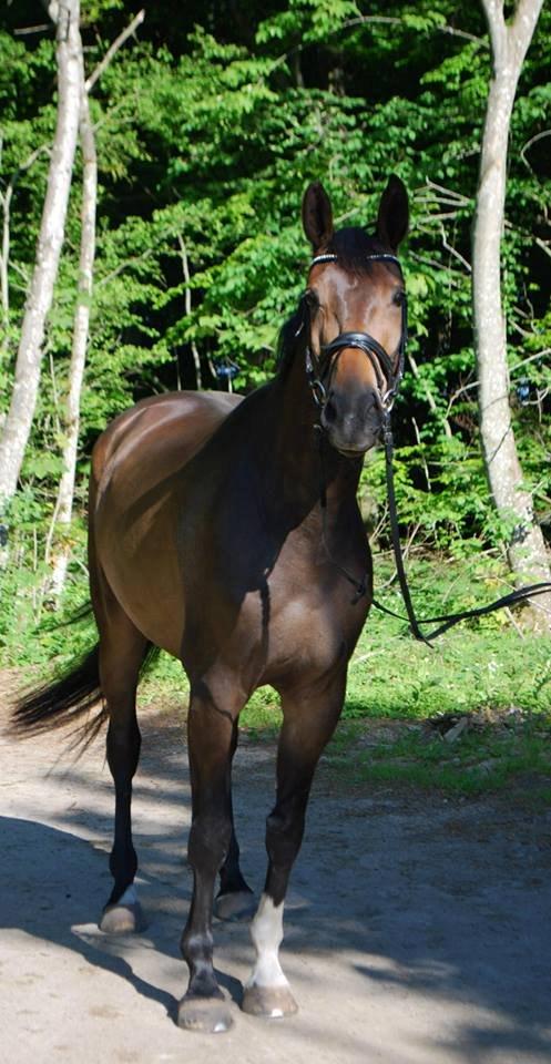 Hollandsk Varmblod Didi billede 5