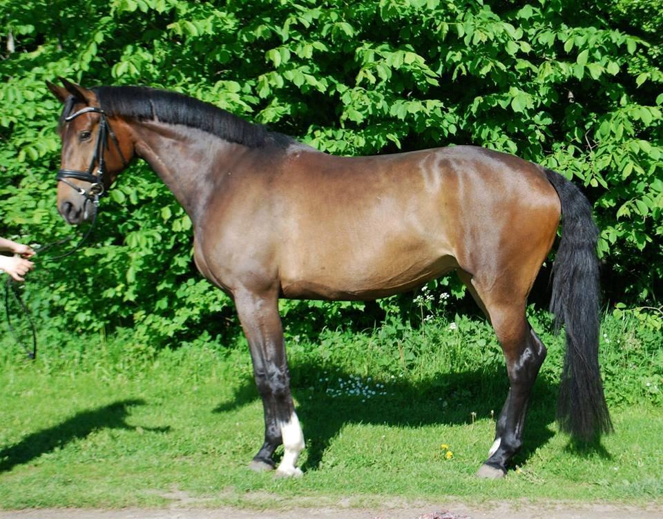 Hollandsk Varmblod Didi billede 6
