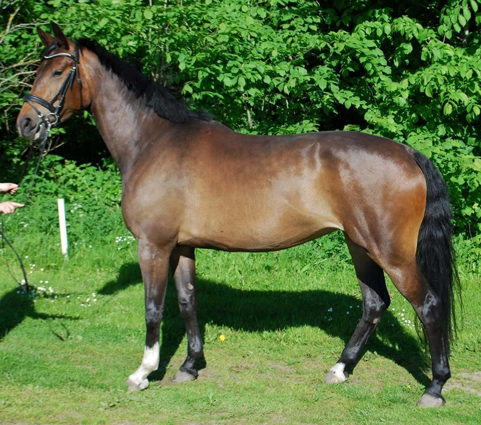 Hollandsk Varmblod Didi billede 7