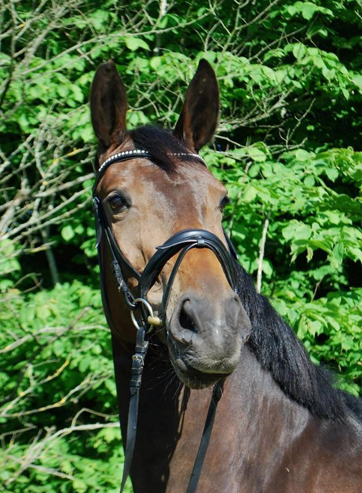 Hollandsk Varmblod Didi billede 8