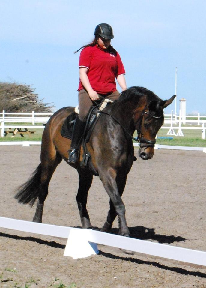 Hollandsk Varmblod Didi billede 9