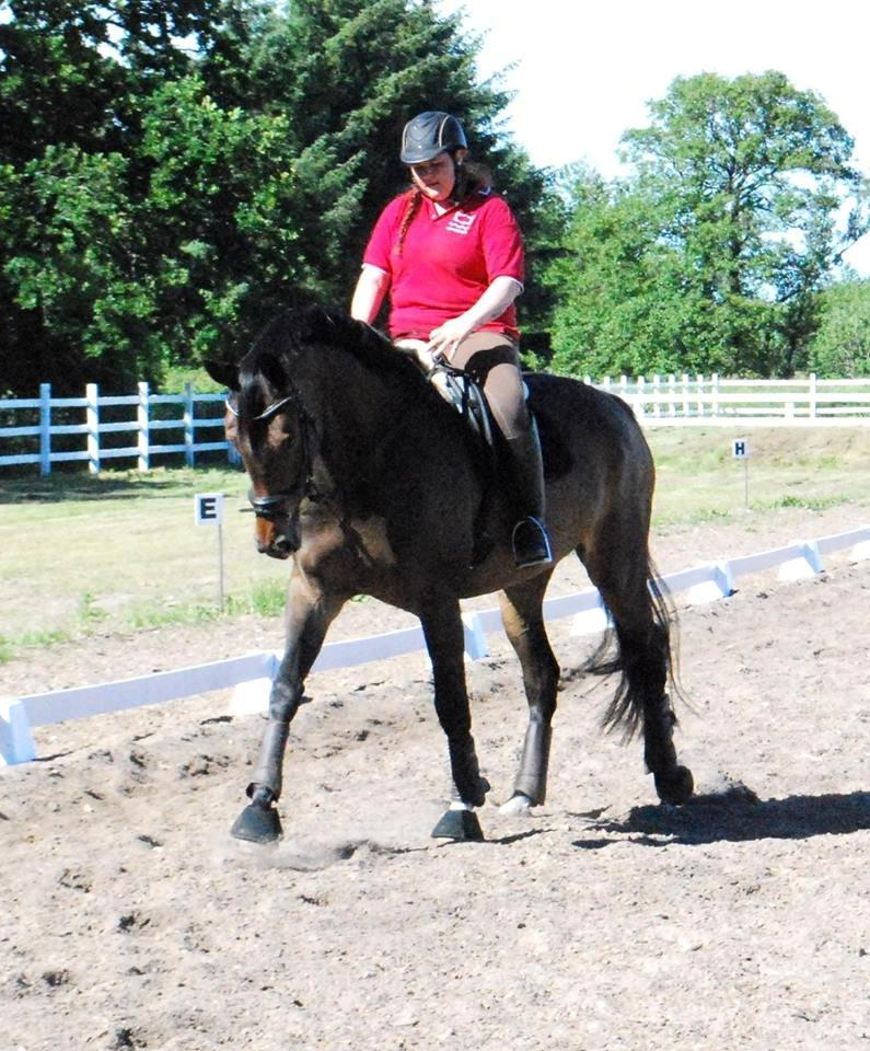 Hollandsk Varmblod Didi billede 10