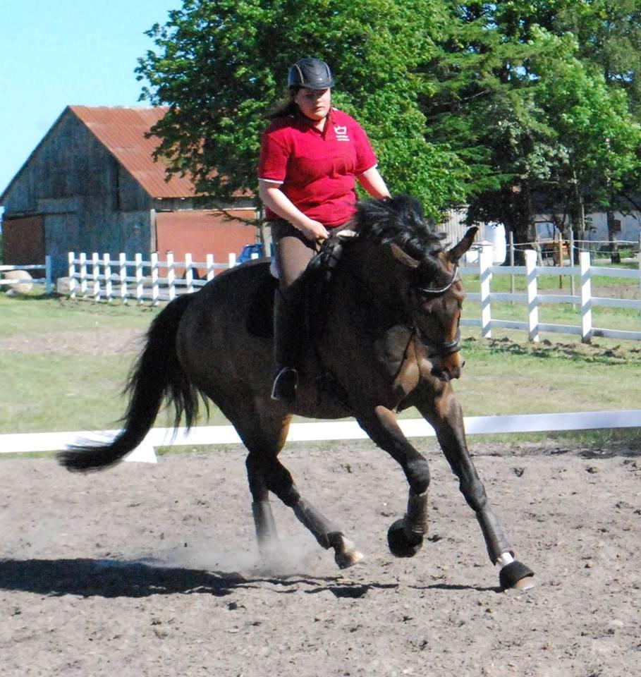 Hollandsk Varmblod Didi billede 11