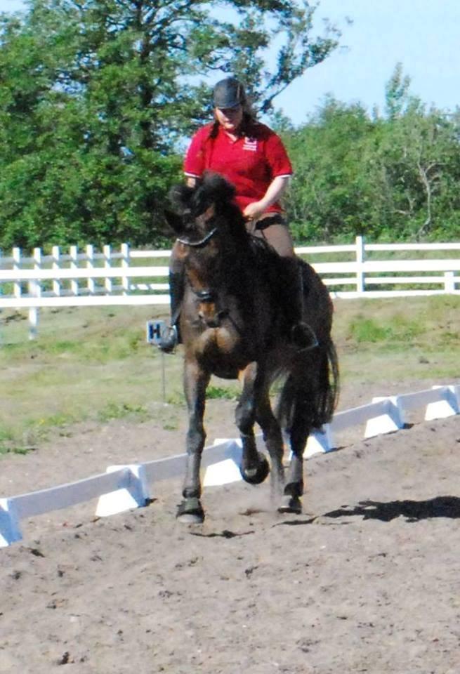 Hollandsk Varmblod Didi billede 12