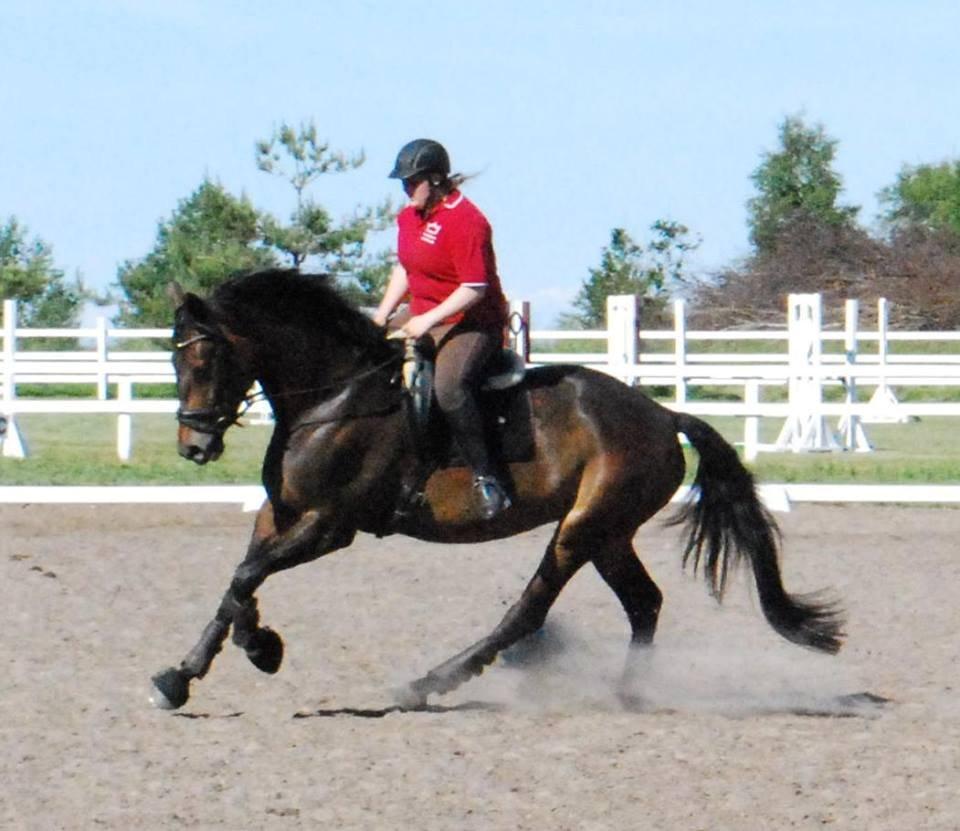 Hollandsk Varmblod Didi billede 13