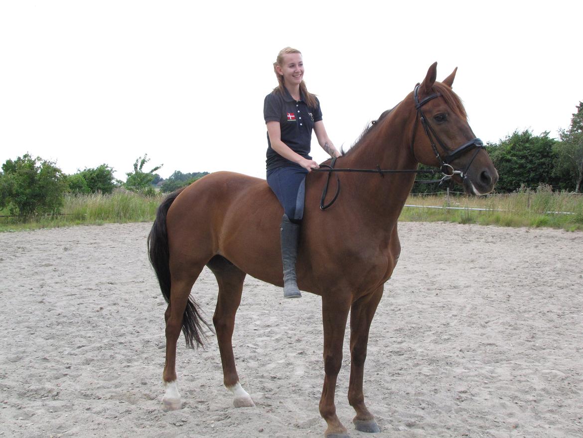 Hollandsk Varmblod Silvester billede 17