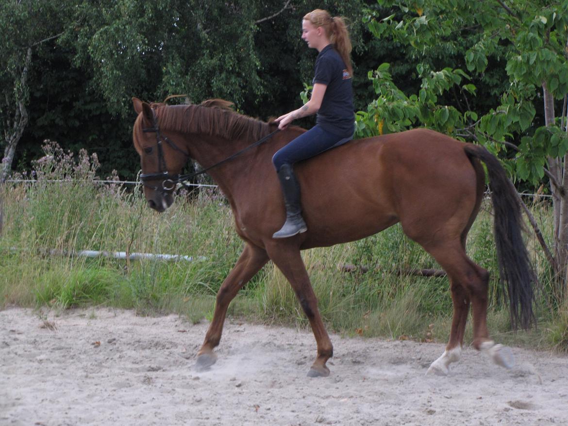 Hollandsk Varmblod Silvester billede 18