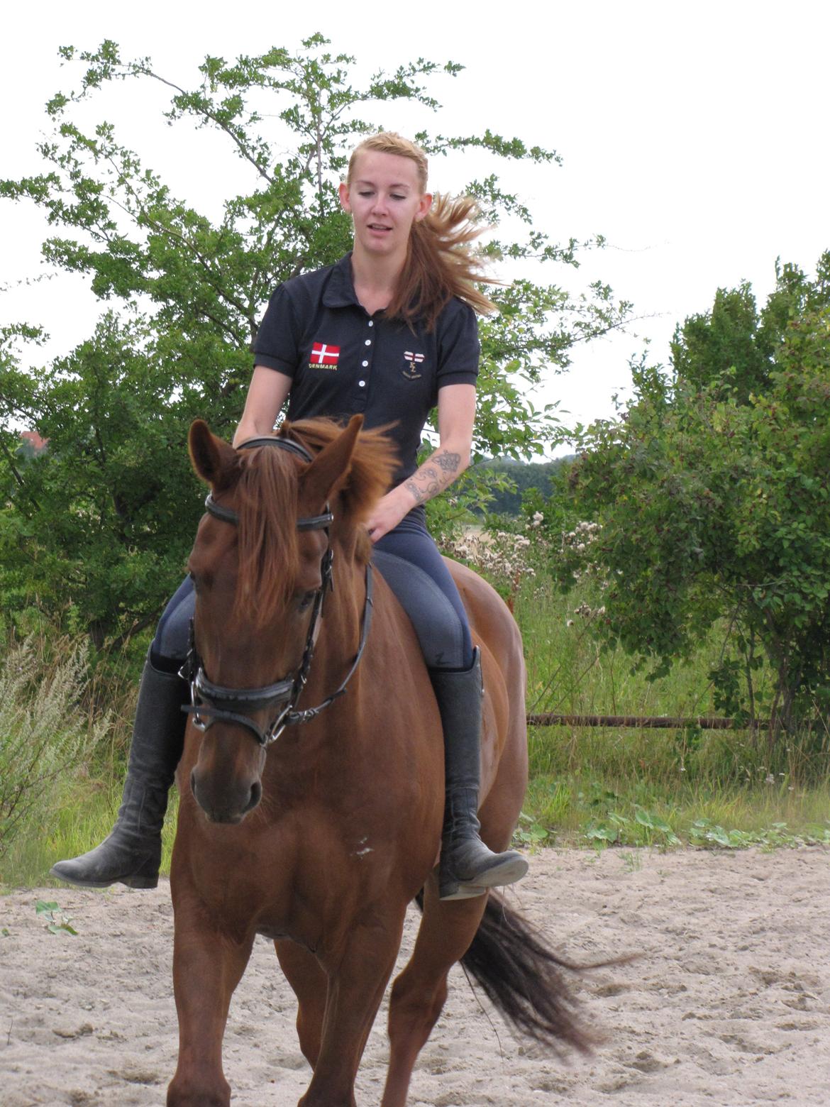 Hollandsk Varmblod Silvester billede 19