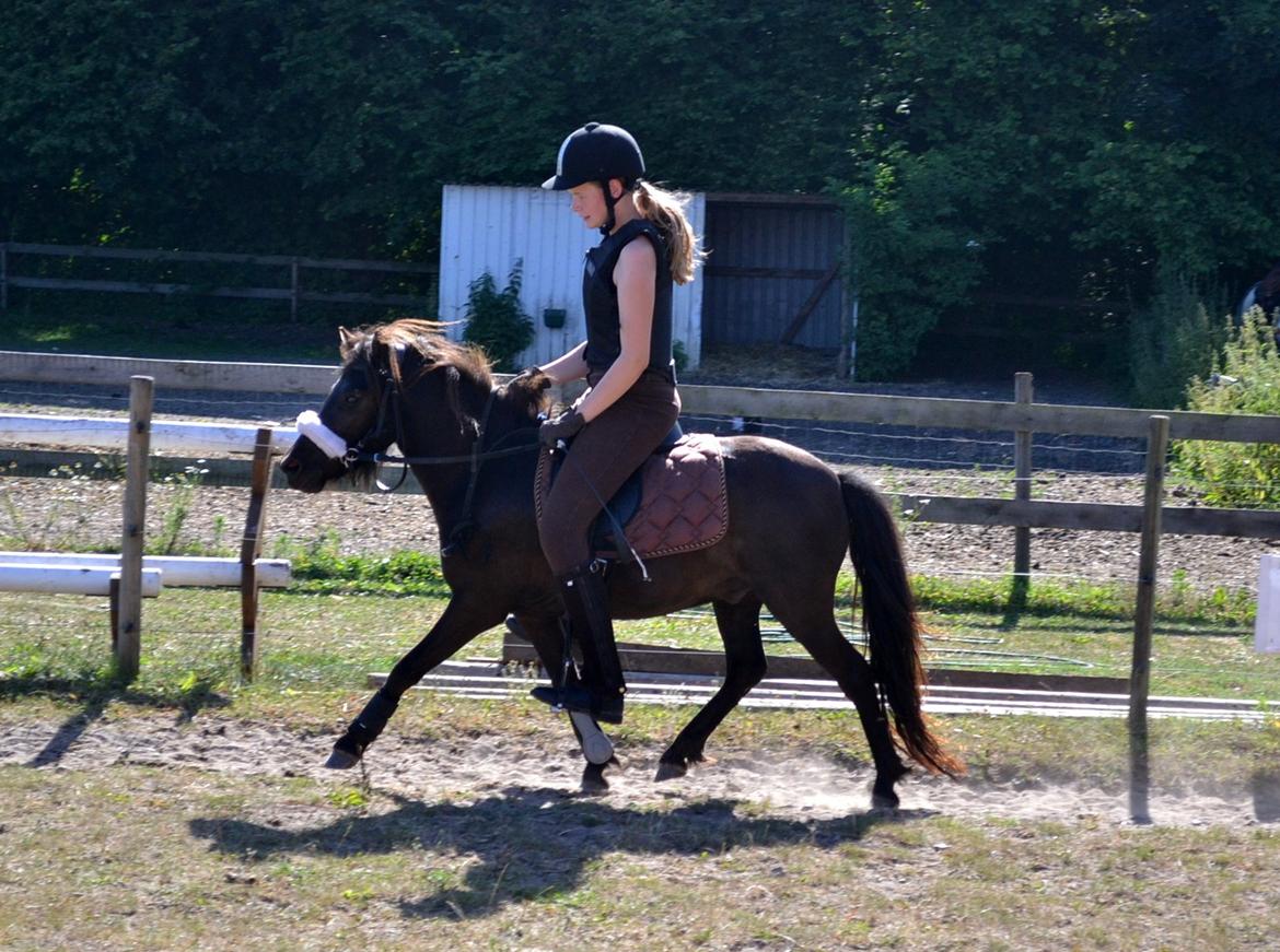 Anden særlig race Manse - INGEN kommentar til rytters størrelse TAK! billede 12