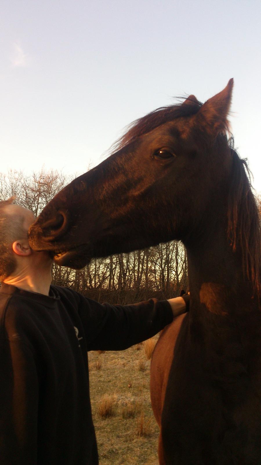 Frieser Temmy - mysser far billede 31