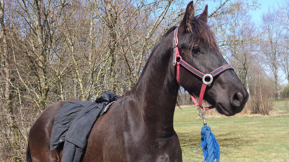 Frieser Temmy - lidt kilden på ryggen.. tilvænning af flere ting billede 33