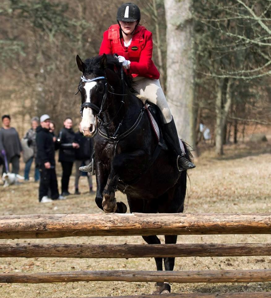 Dansk Varmblod Askemosegaards Ram Á Jean billede 6