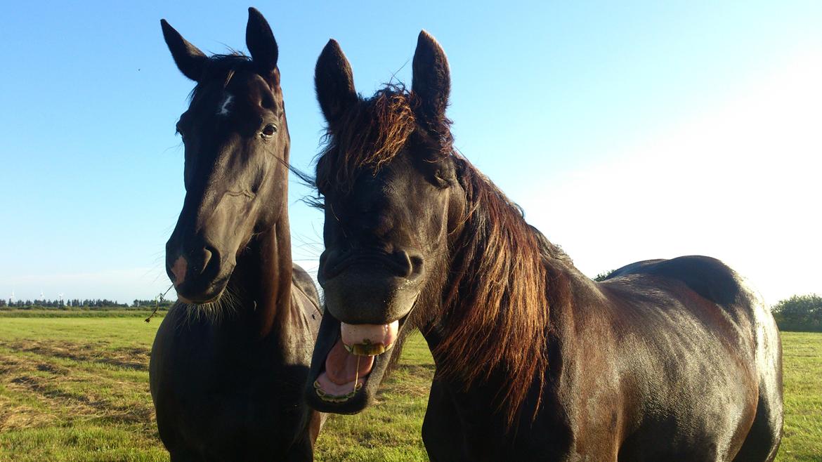 Frieser Temmy - fold hygge billede 34