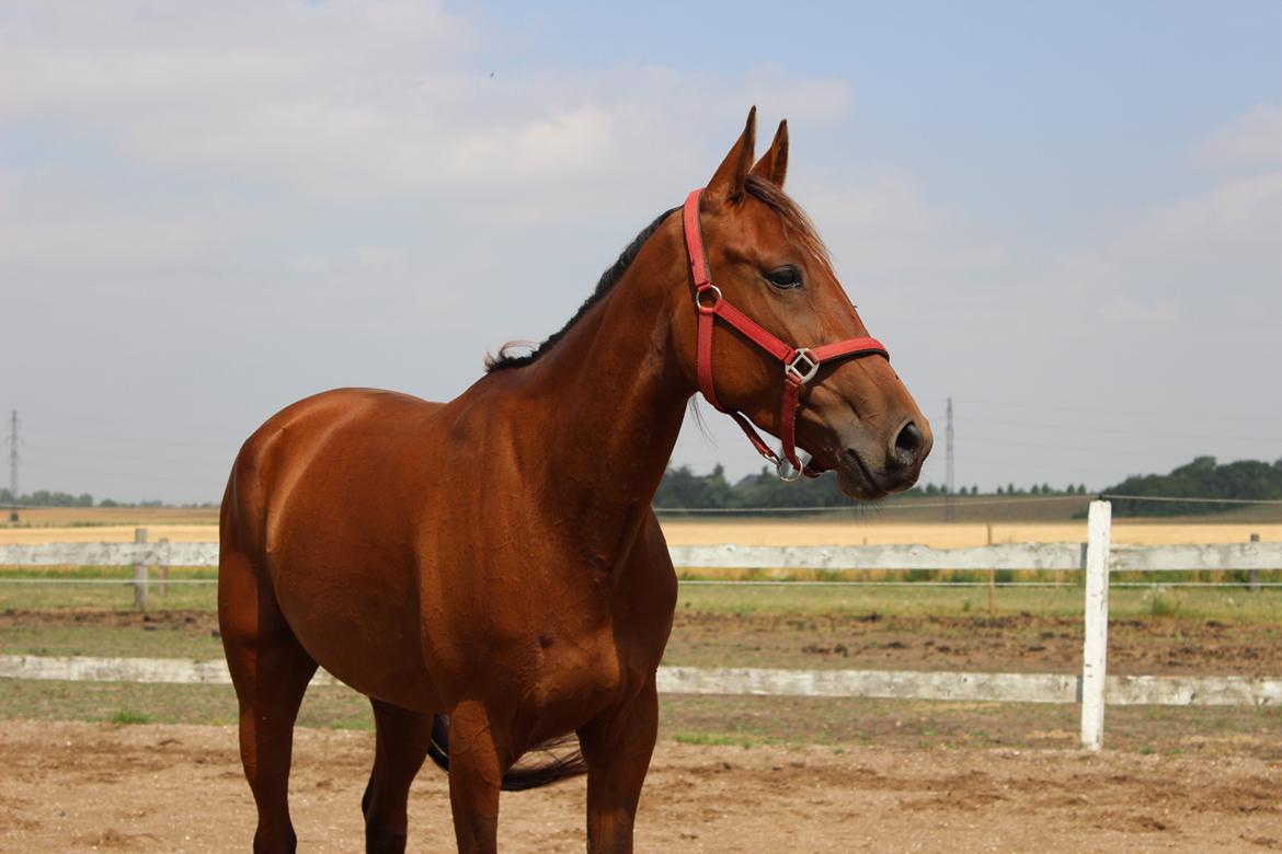 Traver Swept To Klindtholm billede 2