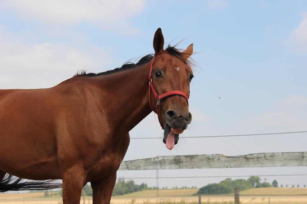 Traver Swept To Klindtholm - En træt Prinsesse <3 billede 17