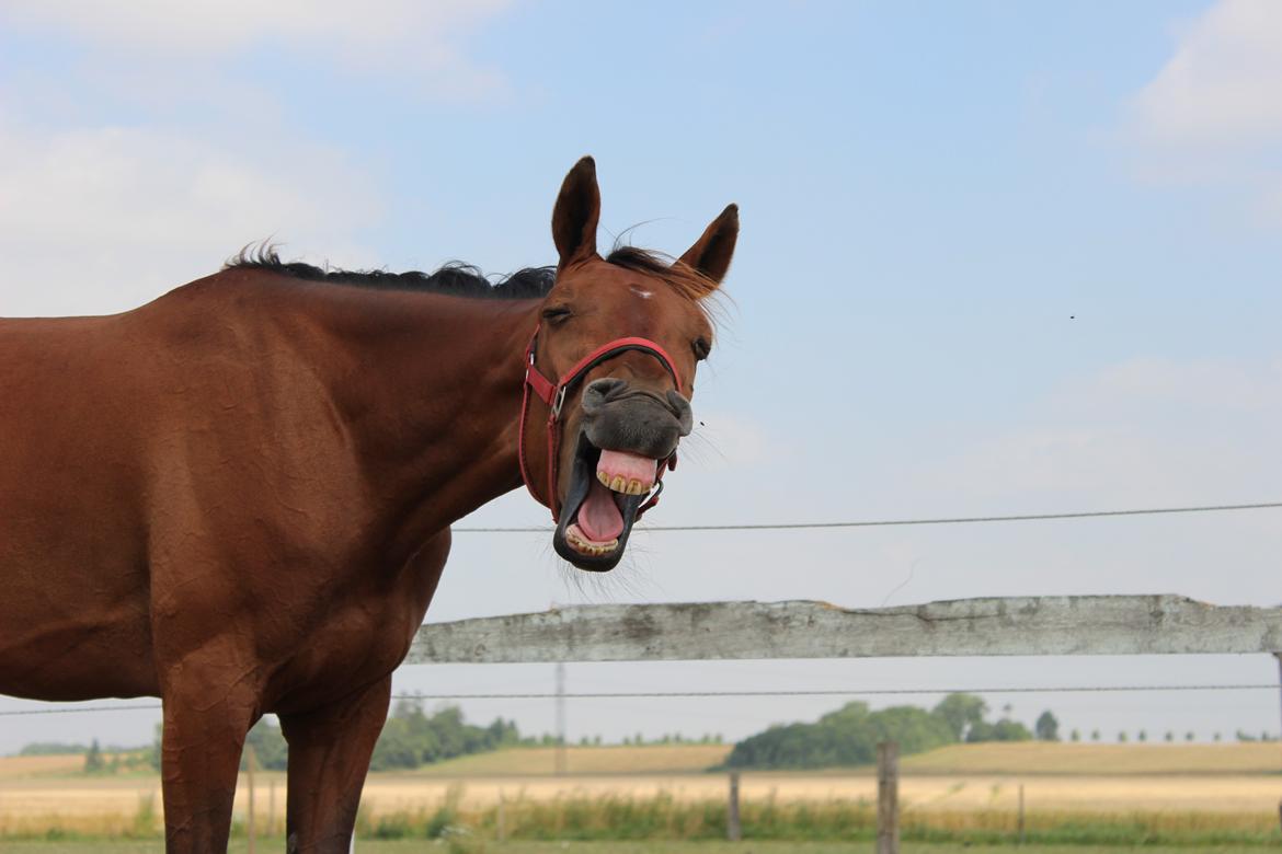 Traver Swept To Klindtholm billede 5