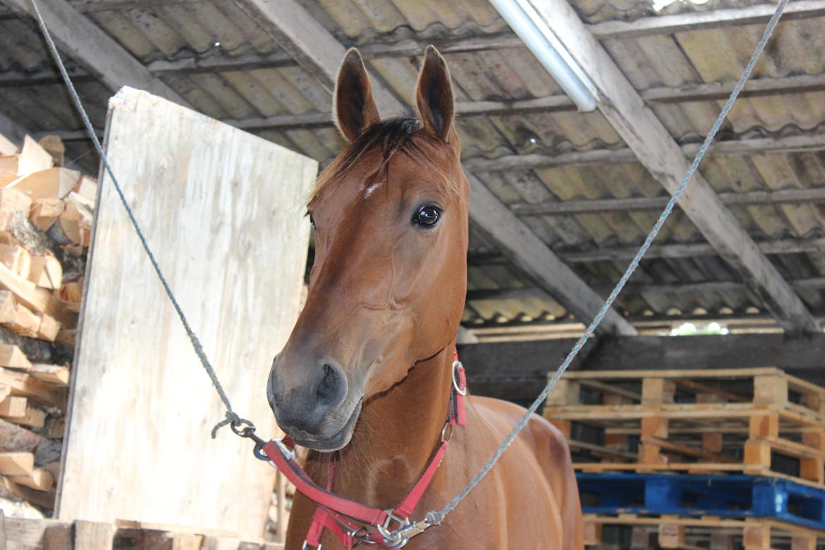 Traver Swept To Klindtholm - Velkommen til Prinsessen profil :)  billede 1