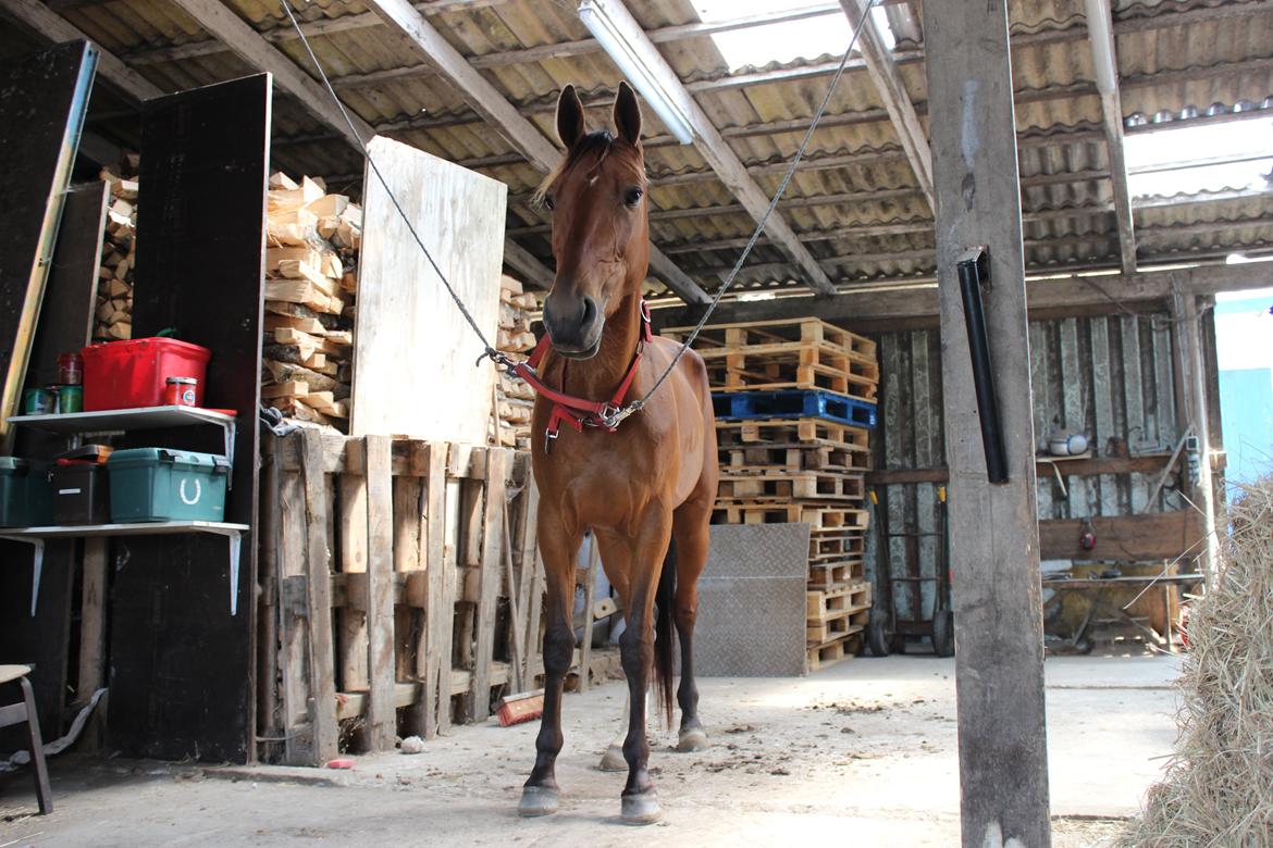 Traver Swept To Klindtholm - tak for kigger :D billede 20