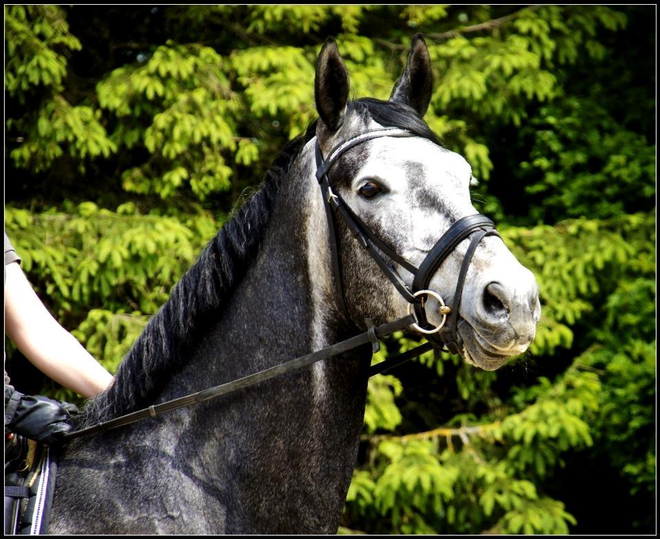 Dansk Varmblod I´matric billede 15