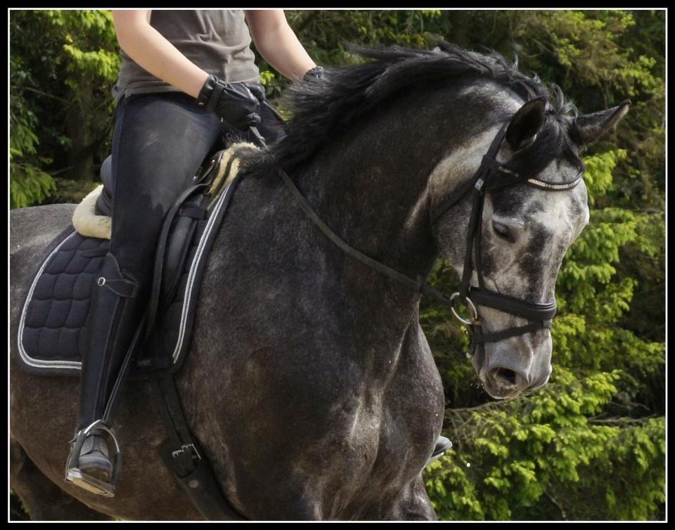 Dansk Varmblod I´matric billede 16