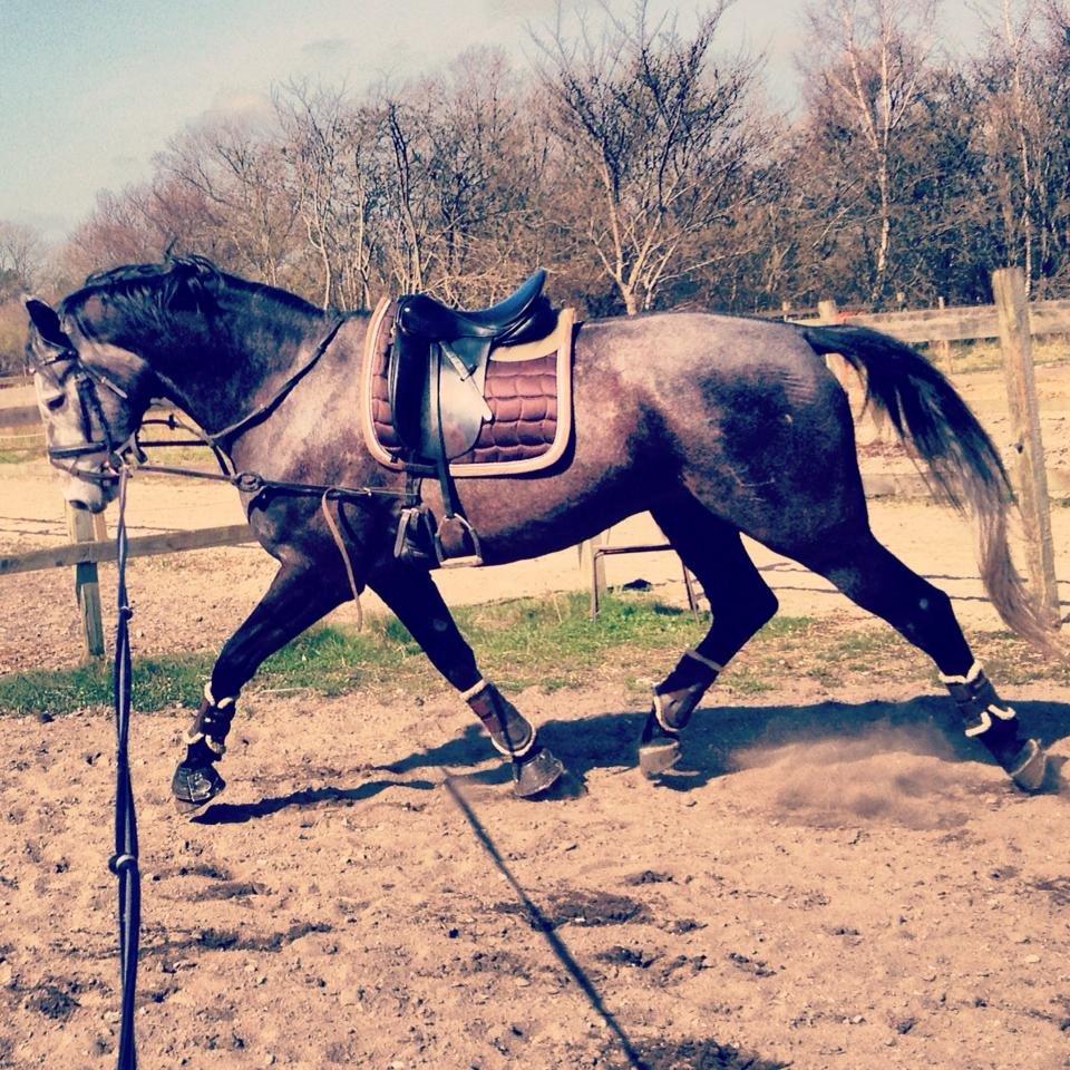 Dansk Varmblod I´matric billede 17