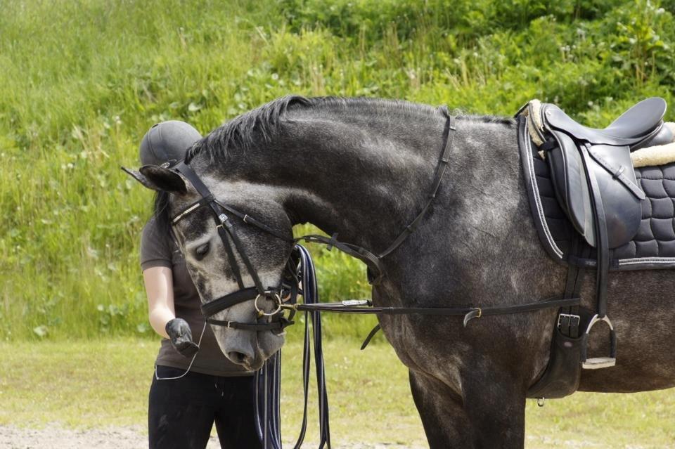 Dansk Varmblod I´matric billede 18