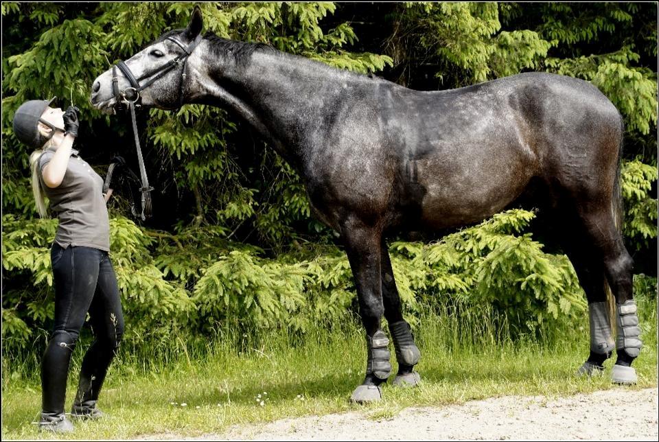 Dansk Varmblod I´matric billede 19