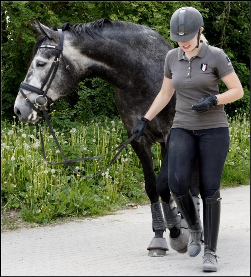 Dansk Varmblod I´matric billede 20