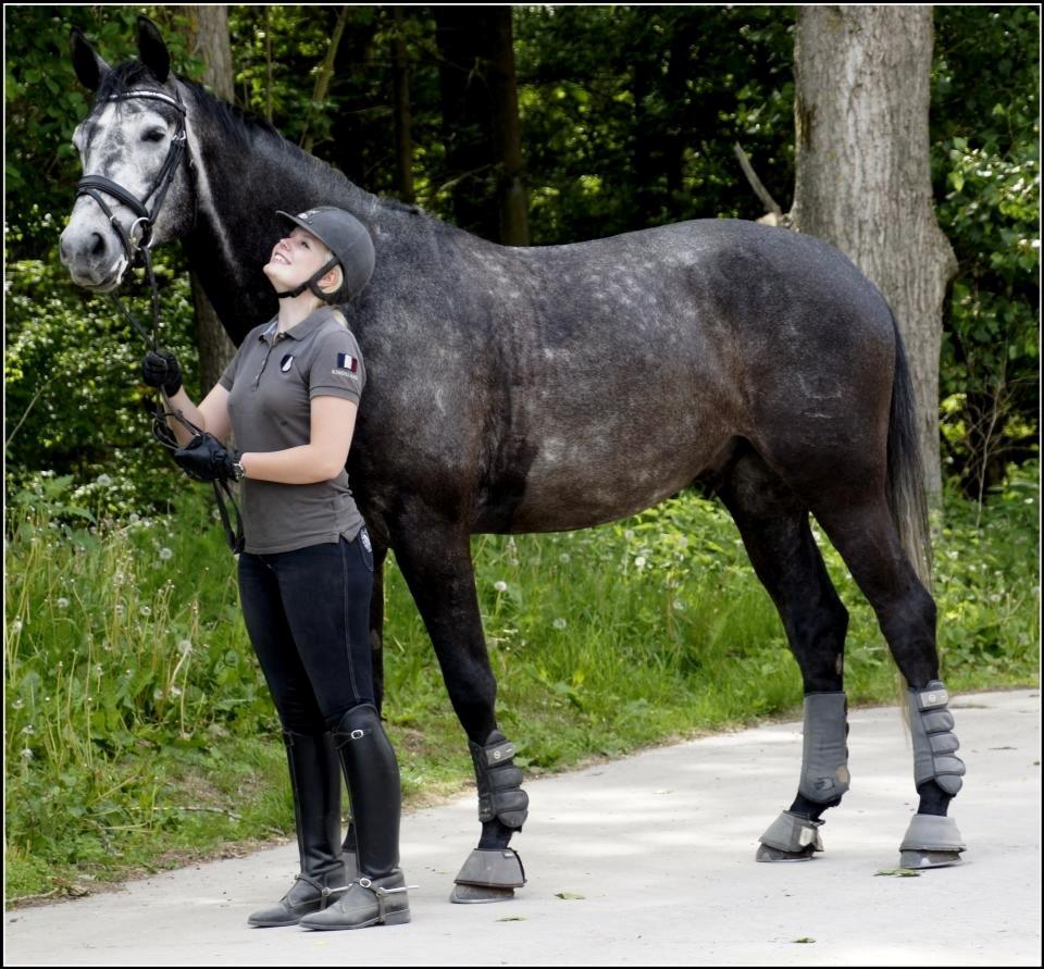 Dansk Varmblod I´matric billede 21