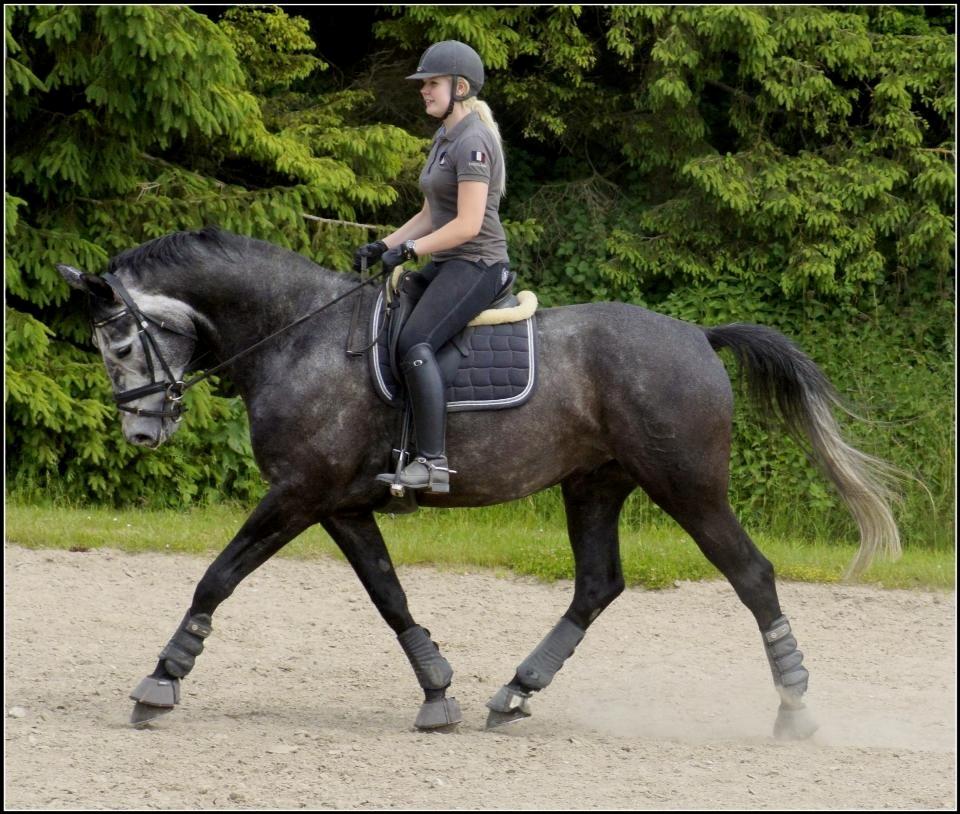 Dansk Varmblod I´matric billede 22