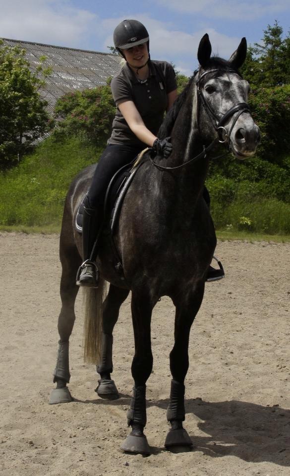 Dansk Varmblod I´matric billede 23