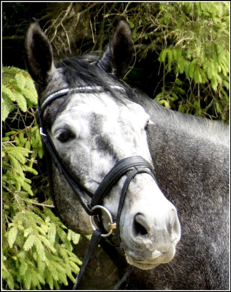 Dansk Varmblod I´matric billede 24