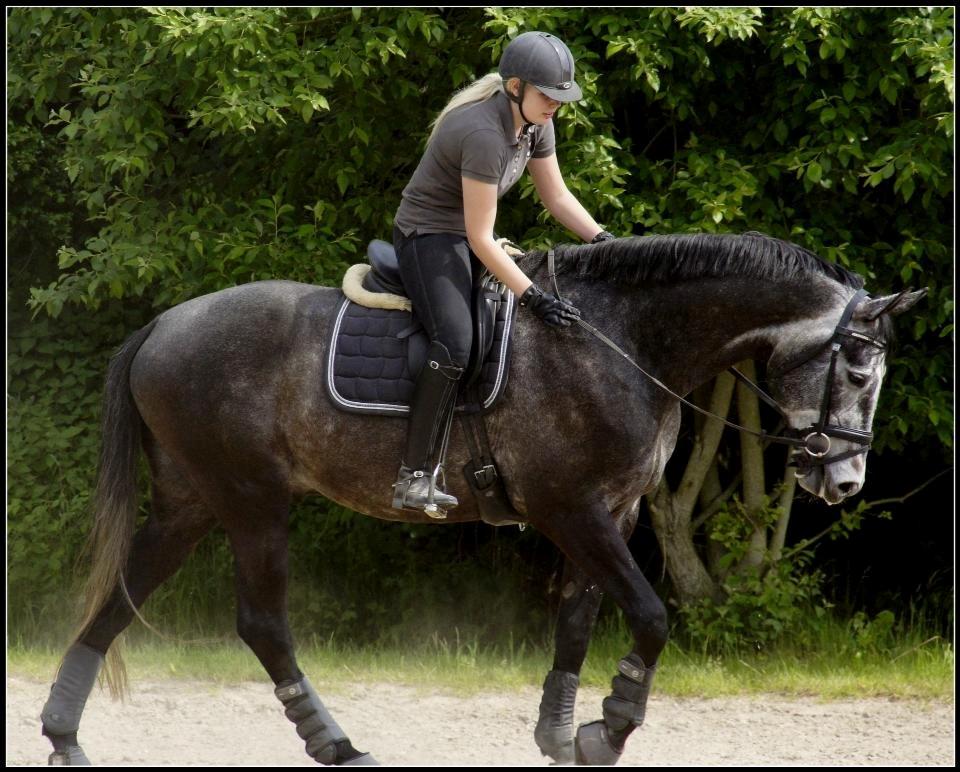 Dansk Varmblod I´matric billede 25