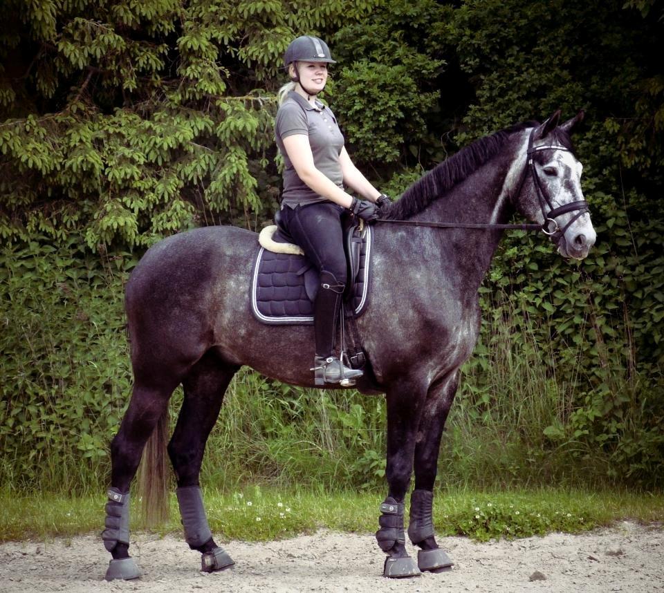 Dansk Varmblod I´matric billede 26