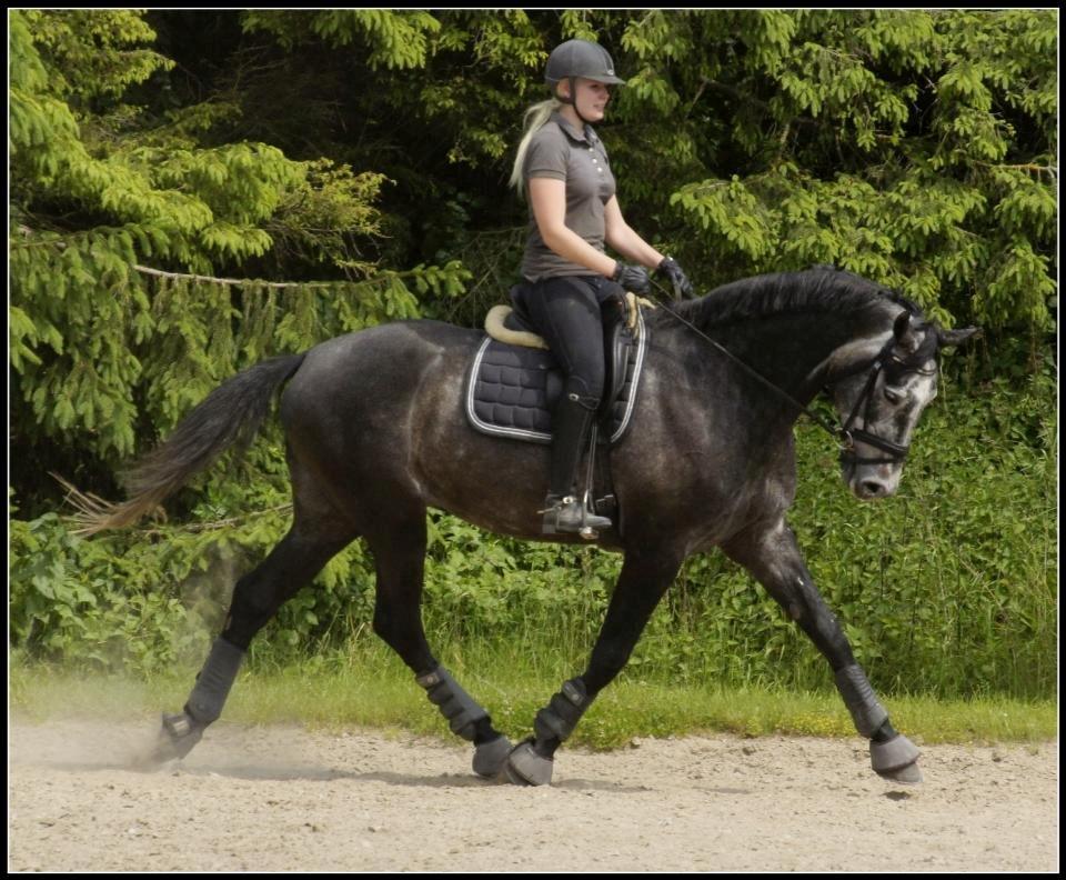 Dansk Varmblod I´matric billede 27