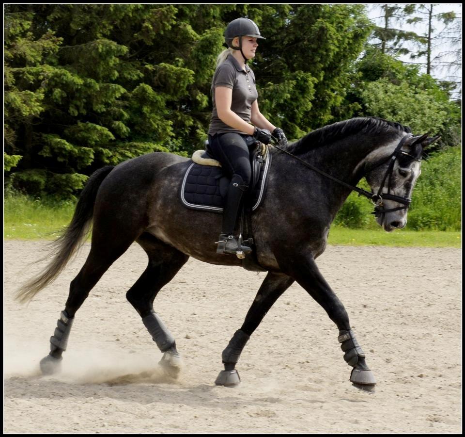 Dansk Varmblod I´matric billede 2